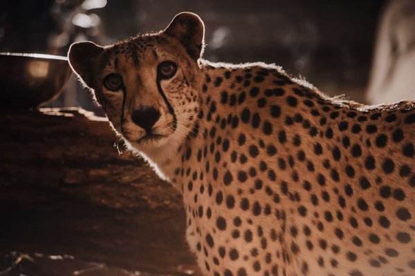 Que signifie le guépard en termes de religions?