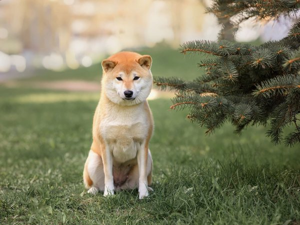 Le caractère de ce chien : est-ce que le Shiba Inu est affectueux ?
