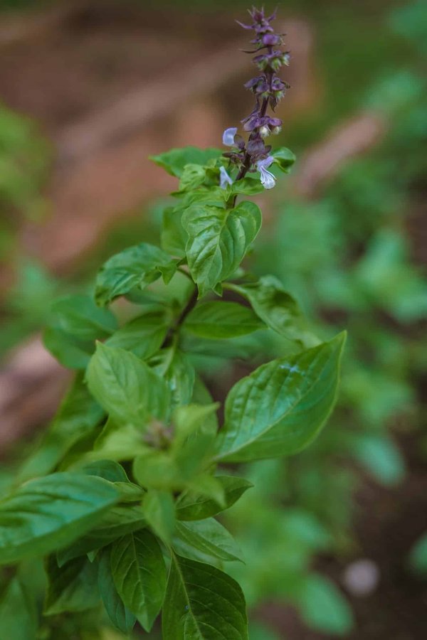 Salon de l'environnement à Nancy: une deuxième édition très attendue