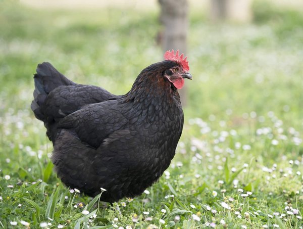Compagnons à plumes : découvrir le plaisir et les bénéfices de vivre avec des poules à la maison