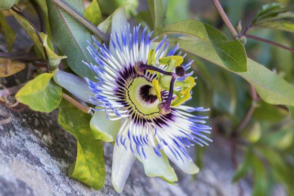 Comment combattre la sorcellerie avec asa foetida ?